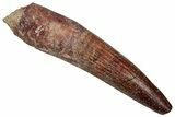 Fossil Spinosaurus Tooth - Real Dinosaur Tooth #356784-1